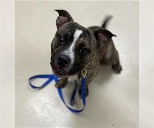 Medium Photo #1 American Pit Bull Terrier Puppy For Sale in Center Township, PA, USA