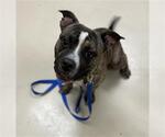 Small American Pit Bull Terrier