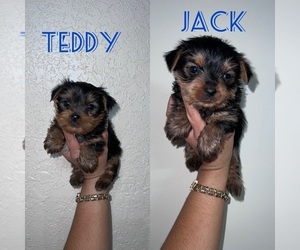 Yorkshire Terrier Puppy for sale in HUMBLE, TX, USA