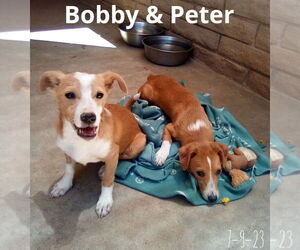 Peter Brady - Male Italian Greyhound-Jack Russell Terrier Mix Dog for Adoption - Photo #14