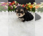 Puppy Morkies Morkie
