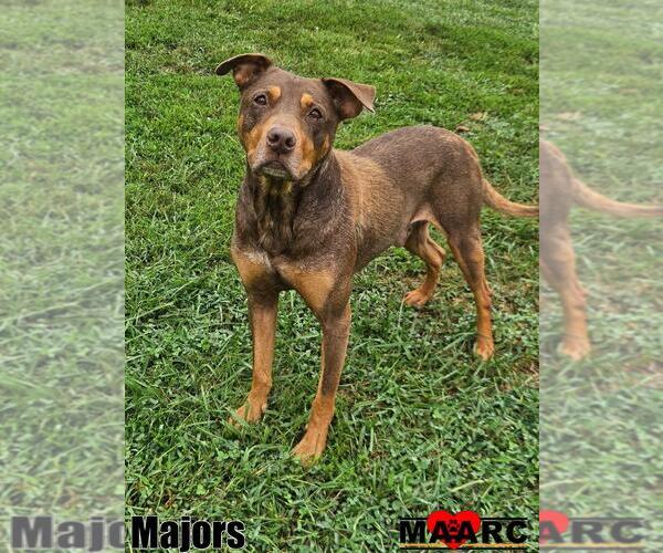 Medium Photo #5 Australian Kelpie-Doberman Pinscher Mix Puppy For Sale in Maryville, TN, USA