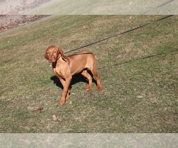 Medium Photo #1 Vizsla Puppy For Sale in SCHDY, NY, USA
