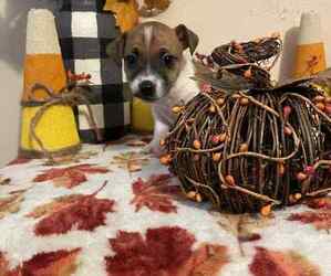 Medium Jack Russell Terrier