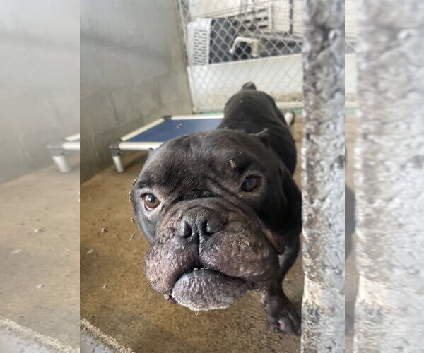 Medium Photo #4 Bulldog Puppy For Sale in Dumont, NJ, USA