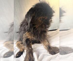 Mutt Dogs for adoption in San Antonio, TX, USA