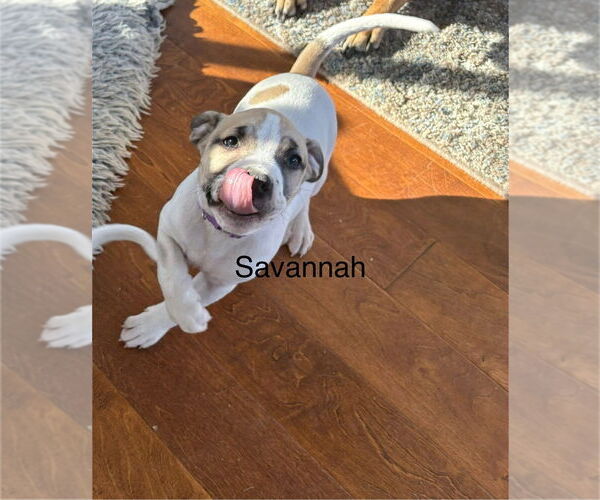 Medium Photo #3 Mutt Puppy For Sale in Springdale, PA, USA