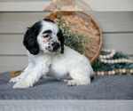 Small #4 Cocker Spaniel