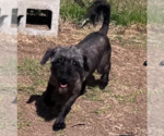 Small #2 Mutt