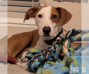 Randy - Male Pointer-Unknown Mix Dog for Adoption - Photo #7