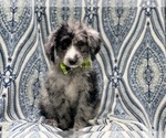 Small Photo #2 Old English Sheepdog-Poodle (Miniature) Mix Puppy For Sale in LAKELAND, FL, USA