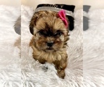 Small #9 Shih Tzu