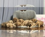 Small Photo #5 Golden Retriever Puppy For Sale in PRINCEVILLE, IL, USA
