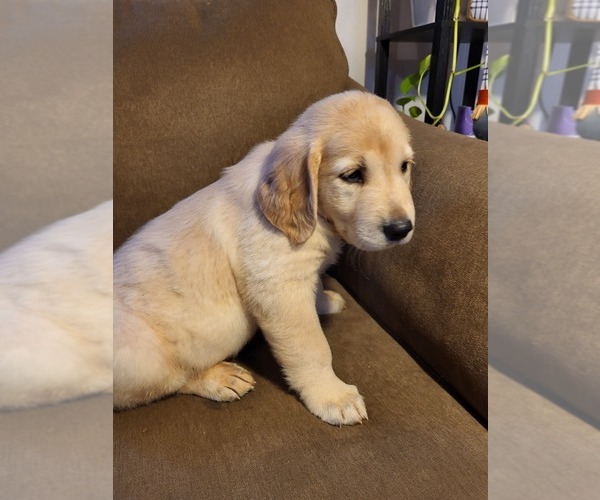 Medium Photo #8 Golden Retriever Puppy For Sale in CARLTON, GA, USA
