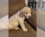 Small Photo #8 Golden Retriever Puppy For Sale in CARLTON, GA, USA