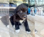 Small Labrador Retriever Mix