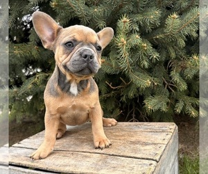 French Bulldog Puppy for sale in MIDDLEBURY, IN, USA