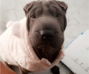 Mother of the Chinese Shar-Pei puppies born on 11/10/2021