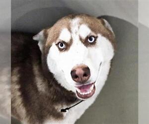 Siberian Husky Dogs for adoption in Bakersfield, CA, USA