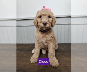 Goldendoodle Puppy for sale in MULLICA HILL, NJ, USA