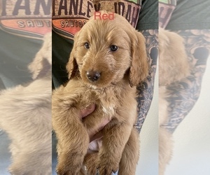 Goldendoodle Puppy for sale in NAMPA, ID, USA