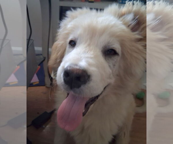 Medium Photo #1 Labrenees Puppy For Sale in Wheaton, IL, USA