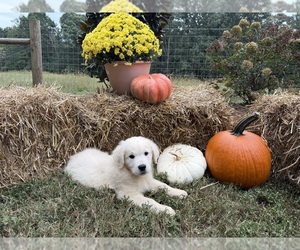 Golden Retriever Puppy for Sale in BOWERSVILLE, Georgia USA