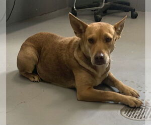 Basenji-Carolina Dog Mix Dogs for adoption in Corpus Christi, TX, USA