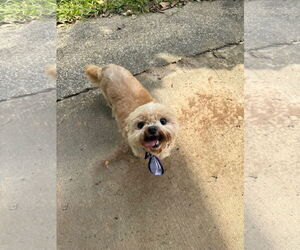 Shih Tzu-Unknown Mix Dogs for adoption in Oakhurst, NJ, USA