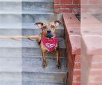 Small #2 American Staffordshire Terrier-Boxer Mix