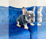 Small #9 French Bulldog