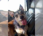 Small #1 Mutt