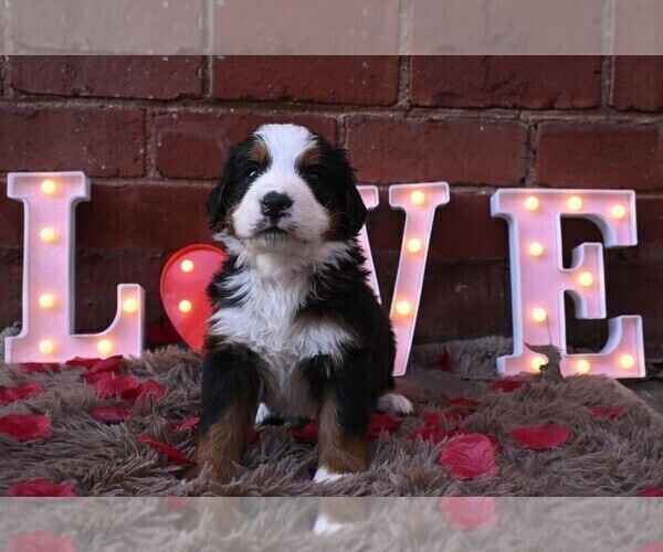 Medium Photo #9 Bernedoodle Puppy For Sale in ELMWOOD, IL, USA