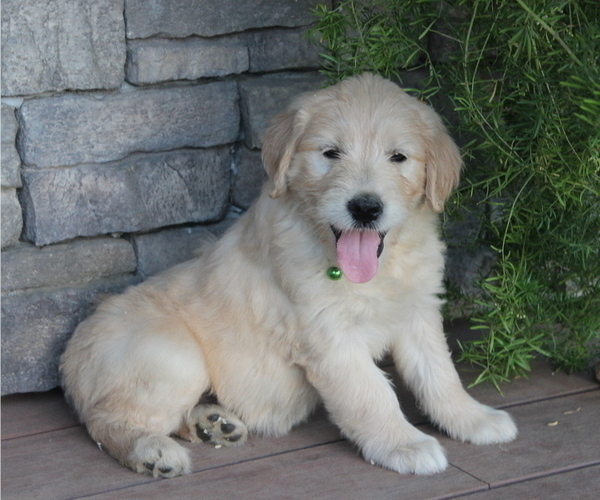 Medium Photo #2 Goldendoodle Puppy For Sale in SQUAW VALLEY, CA, USA