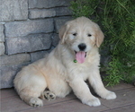 Small Photo #2 Goldendoodle Puppy For Sale in SQUAW VALLEY, CA, USA