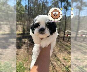 ShihPoo Puppy for sale in PALESTINE, TX, USA
