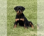 Small Photo #12 Rottweiler Puppy For Sale in LOUISVILLE, KY, USA