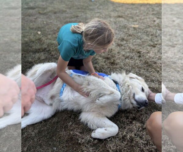 Medium Photo #5 Great Pyrenees Puppy For Sale in Dallas, TX, USA