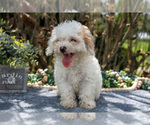 Small #2 Cavapoo