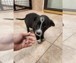 Small Photo #5 Borador Puppy For Sale in Osgood, IN, USA