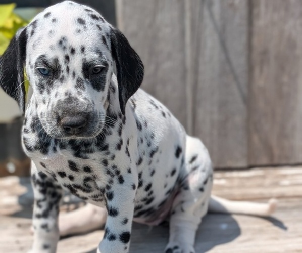 Medium Photo #24 Dalmatian Puppy For Sale in GOSHEN, IN, USA