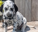 Small Photo #24 Dalmatian Puppy For Sale in GOSHEN, IN, USA