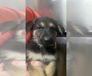 German Shepherd Dog Puppy for sale in PLANT CITY, FL, USA
