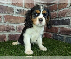 Cavalier King Charles Spaniel Puppy for sale in CLARK, MO, USA