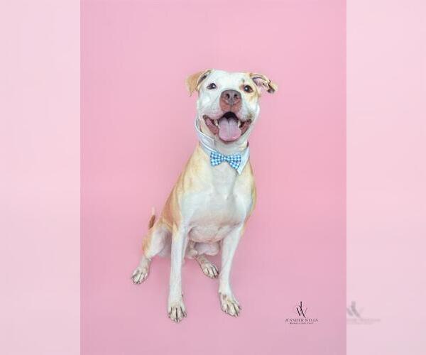 Medium Photo #2 American Bulldog-Labrador Retriever Mix Puppy For Sale in Forestville, MD, USA