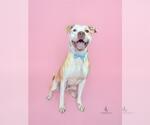 Small #1 American Bulldog-Labrador Retriever Mix