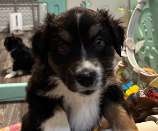 Medium Photo #2 Australian Shepherd Puppy For Sale in OLD LYME, CT, USA