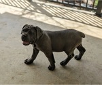 Small Photo #3 Cane Corso Puppy For Sale in KIRKWOOD, PA, USA