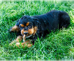 Small #7 Cocker Spaniel