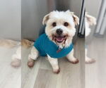 Small #5 Maltese Mix